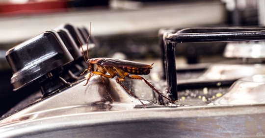 roach on stove